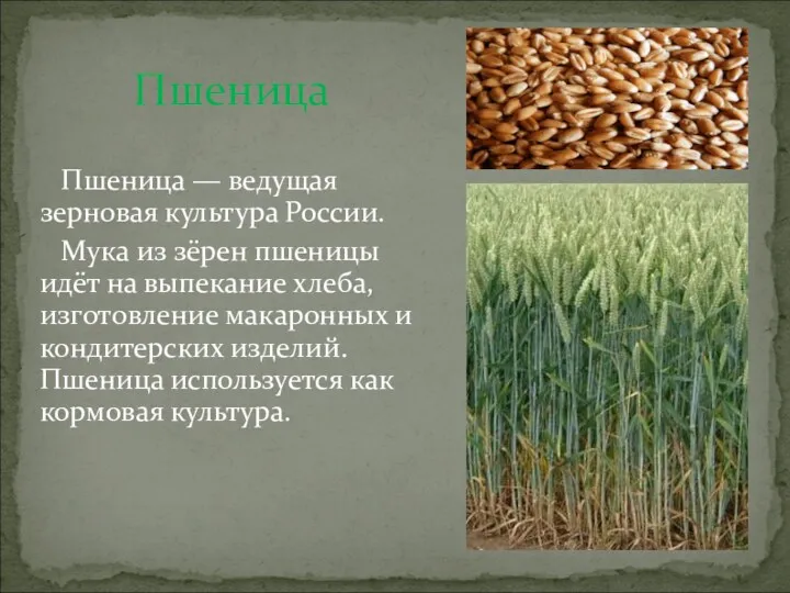 Пшеница Пшеница — ведущая зерновая культура России. Мука из зёрен