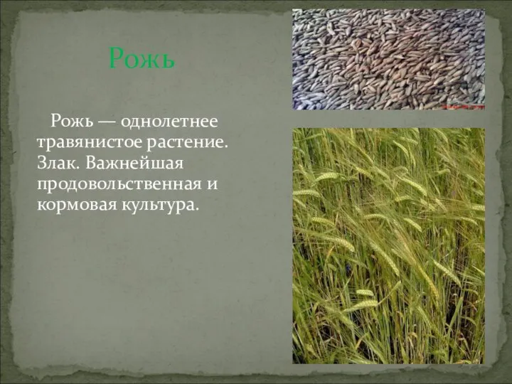 Рожь Рожь — однолетнее травянистое растение. Злак. Важнейшая продовольственная и кормовая культура.