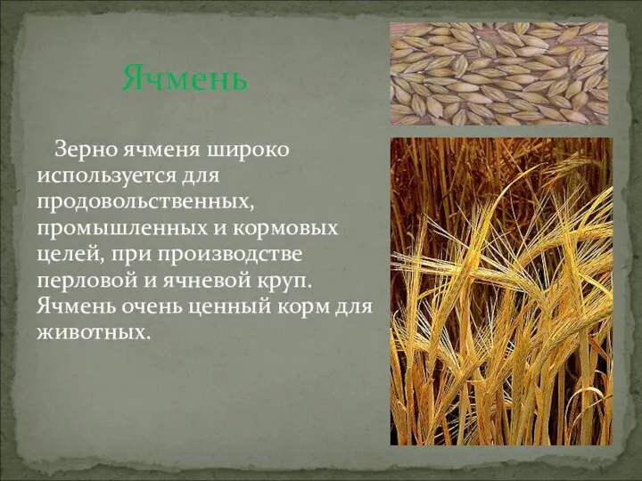 Ячмень Зерно ячменя широко используется для продовольственных, промышленных и кормовых
