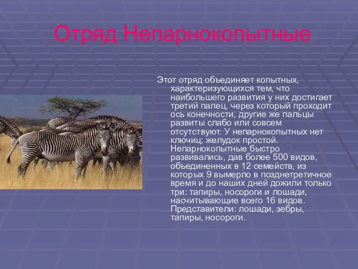 Отряд Непарнокопытные Этот отряд объединяет копытных, характеризующихся тем, что наибольшего