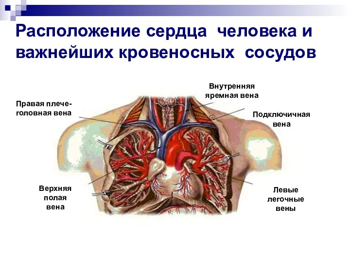 Расположение сердца человека и важнейших кровеносных сосудов Верхняя полая вена Левые легочные вены