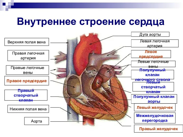 Внутреннее строение сердца Верхняя полая вена Правая легочная артерия Правые