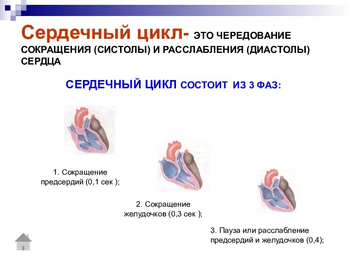Сердечный цикл- ЭТО ЧЕРЕДОВАНИЕ СОКРАЩЕНИЯ (СИСТОЛЫ) И РАССЛАБЛЕНИЯ (ДИАСТОЛЫ) СЕРДЦА СЕРДЕЧНЫЙ ЦИКЛ СОСТОИТ