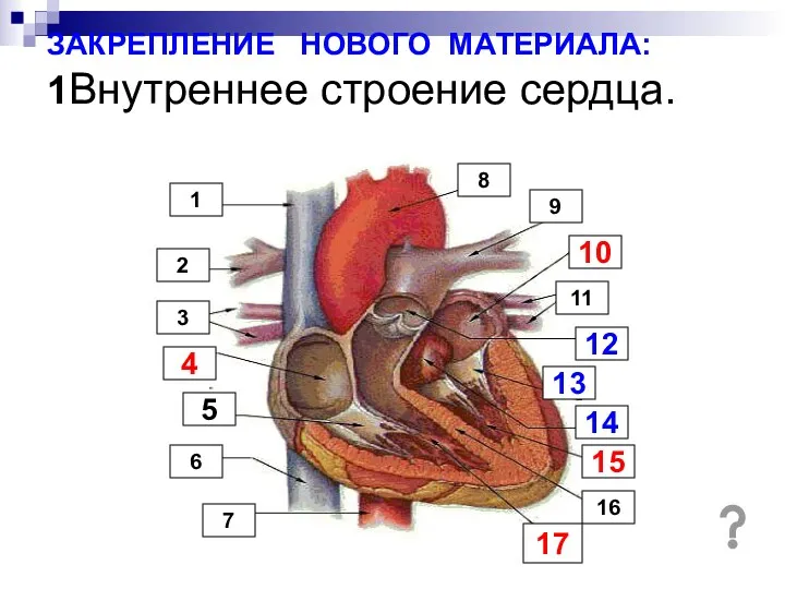 ЗАКРЕПЛЕНИЕ НОВОГО МАТЕРИАЛА: 1Внутреннее строение сердца. 14 9 1 12 13 11 15