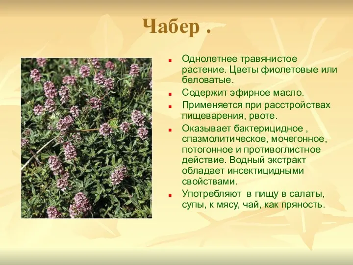 Чабер . Однолетнее травянистое растение. Цветы фиолетовые или беловатые. Содержит