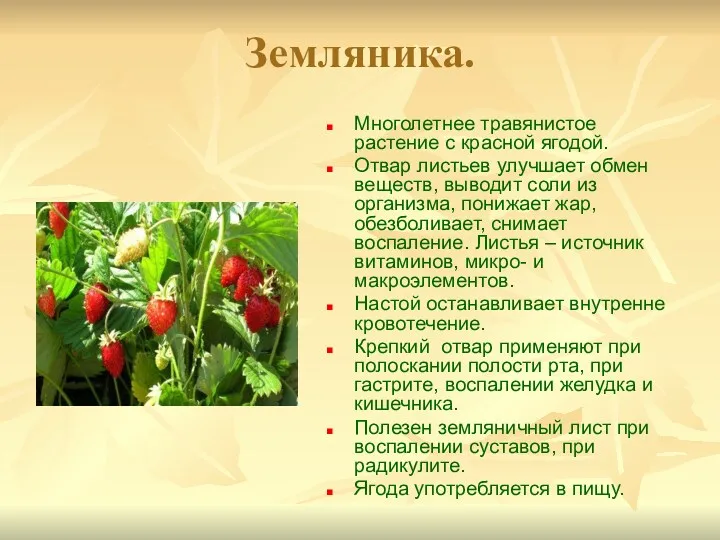Земляника. Многолетнее травянистое растение с красной ягодой. Отвар листьев улучшает обмен веществ, выводит