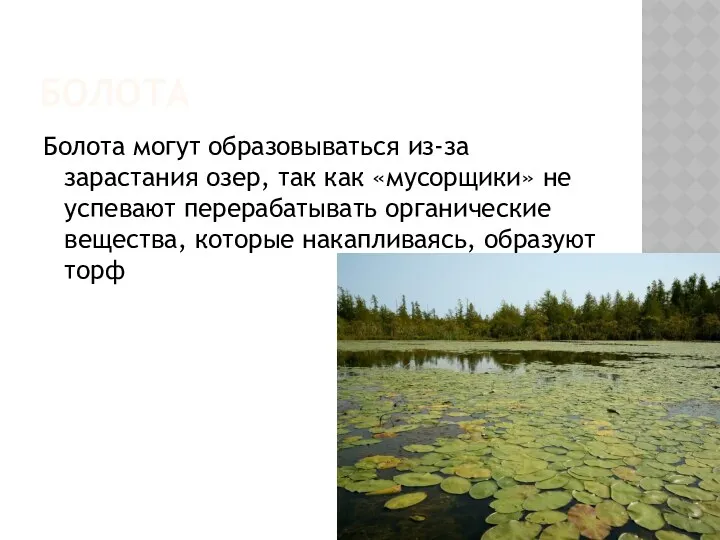 Болота Болота могут образовываться из-за зарастания озер, так как «мусорщики»