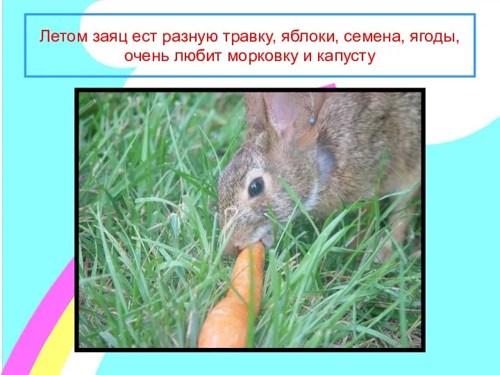 Летом заяц ест разную травку, яблоки, семена, ягоды, очень любит морковку и капусту