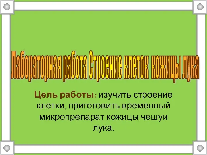 Лабораторная работа Строение клеток кожицы лука Цель работы: изучить строение