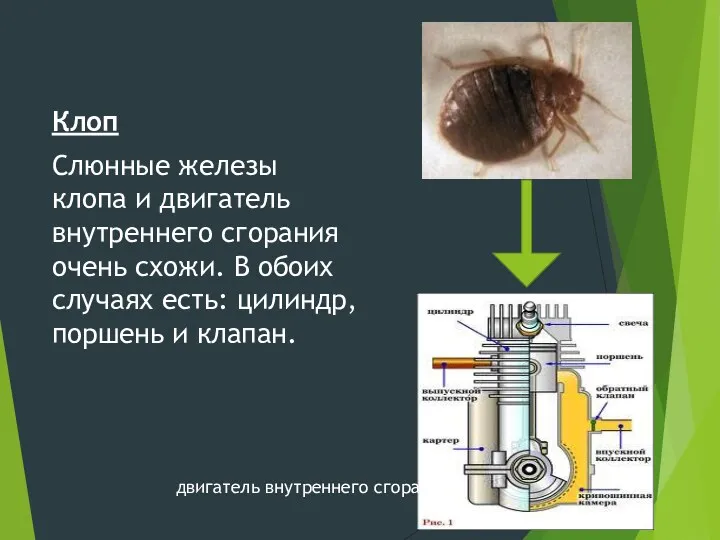 Клоп Слюнные железы клопа и двигатель внутреннего сгорания очень схожи.