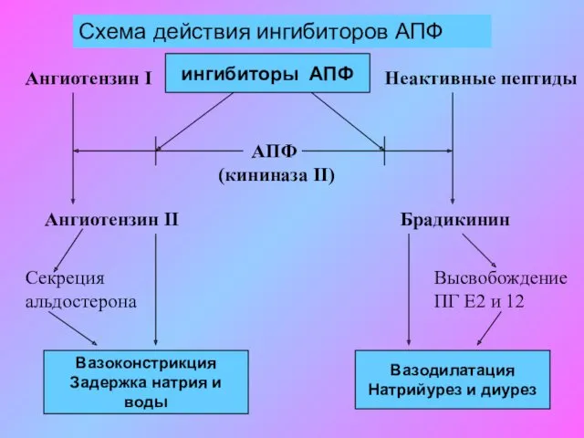 Схема действия ингибиторов АПФ ингибиторы АПФ АПФ (кининаза II) Ангиотензин