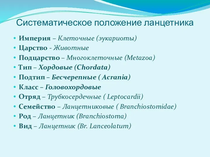 Систематическое положение ланцетника Империя – Клеточные (эукариоты) Царство - Животные