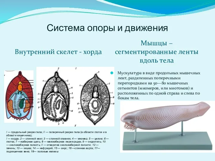 Система опоры и движения Внутренний скелет - хорда Мышцы –