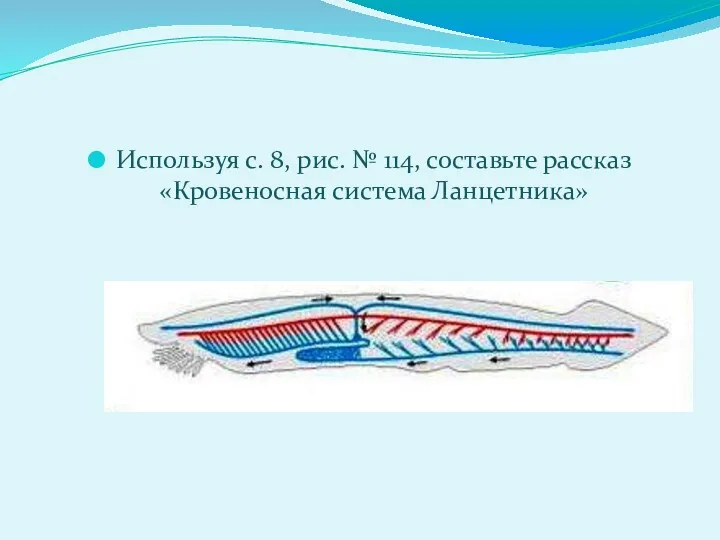 Используя с. 8, рис. № 114, составьте рассказ «Кровеносная система Ланцетника»