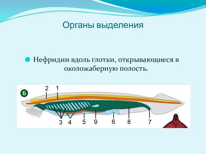 Органы выделения Нефридии вдоль глотки, открывающиеся в околожаберную полость.