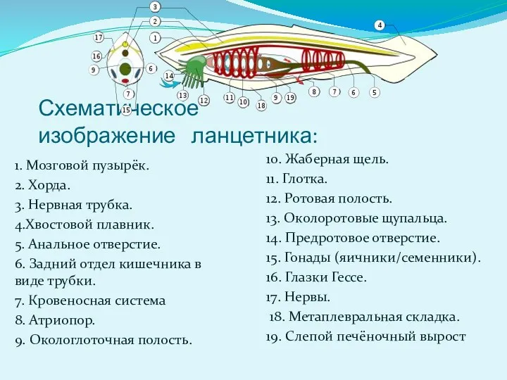 Схематическое изображение ланцетника: 1. Мозговой пузырёк. 2. Хорда. 3. Нервная