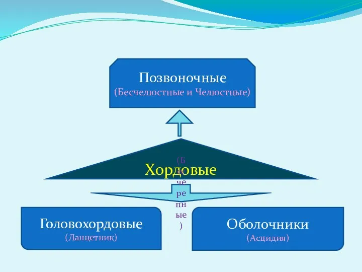 Хордовые Оболочники (Асцидия) Позвоночные (Бесчелюстные и Челюстные) Головохордовые (Ланцетник) (Бесчерепные)