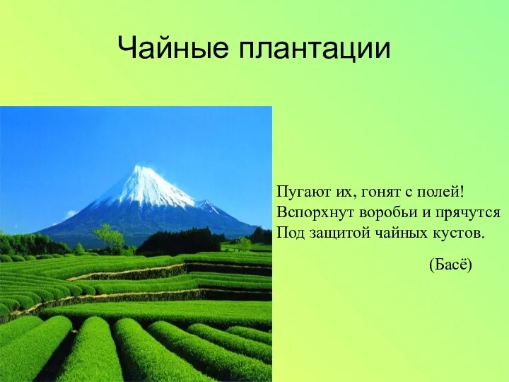 Чайные плантации Пугают их, гонят с полей! Вспорхнут воробьи и прячутся Под защитой чайных кустов. (Басё)