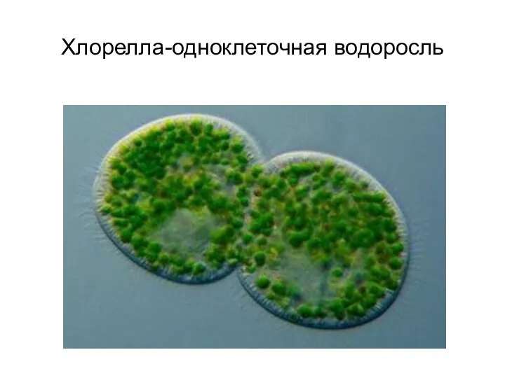 Хлорелла-одноклеточная водоросль