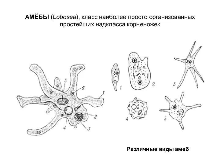 АМЁБЫ (Lobosea), класс наиболее просто организованных простейших надкласса корненожек Различные виды амеб