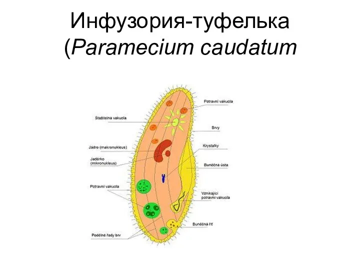 Инфузория-туфелька (Paramecium caudatum
