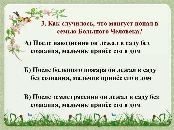 3. Как случилось, что мангуст попал в семью Большого Человека? А) После наводнения