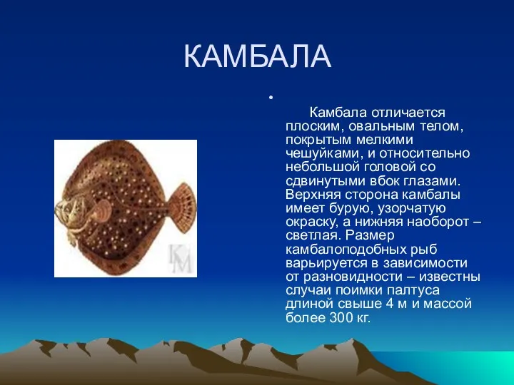 КАМБАЛА Камбала отличается плоским, овальным телом, покрытым мелкими чешуйками, и