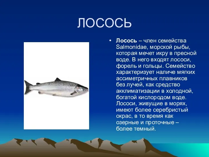 ЛОСОСЬ Лосось – член семейства Salmonidae, морской рыбы, которая мечет