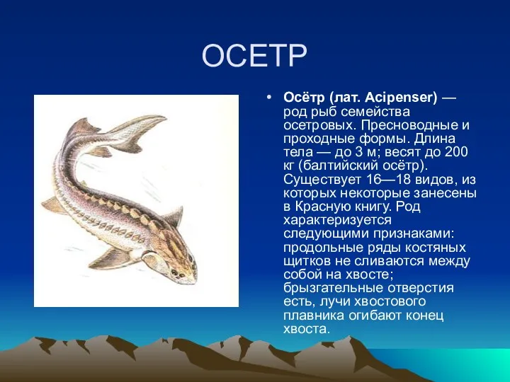 ОСЕТР Осётр (лат. Acipenser) — род рыб семейства осетровых. Пресноводные
