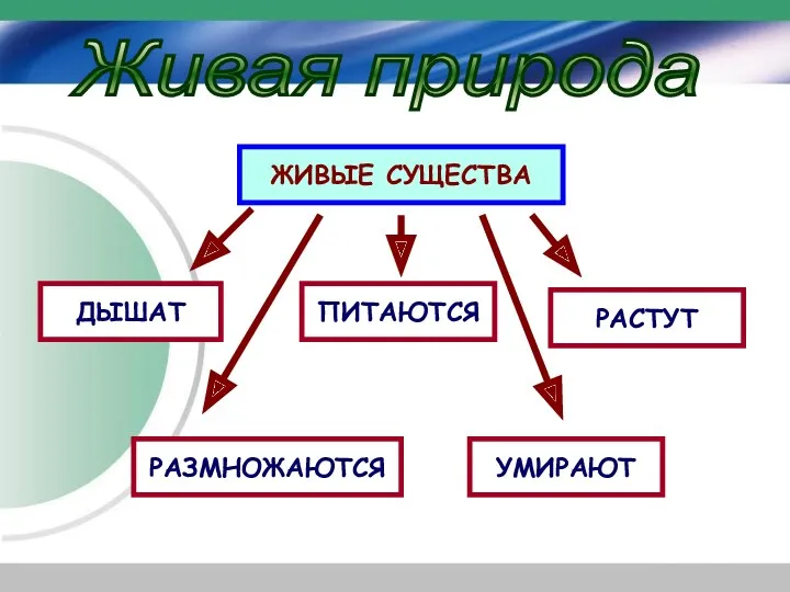 Живая природа ЖИВЫЕ СУЩЕСТВА ДЫШАТ ПИТАЮТСЯ РАСТУТ РАЗМНОЖАЮТСЯ УМИРАЮТ