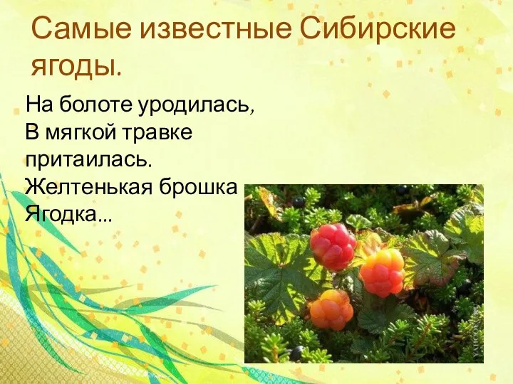 Самые известные Сибирские ягоды. На болоте уродилась, В мягкой травке притаилась. Желтенькая брошка — Ягодка...