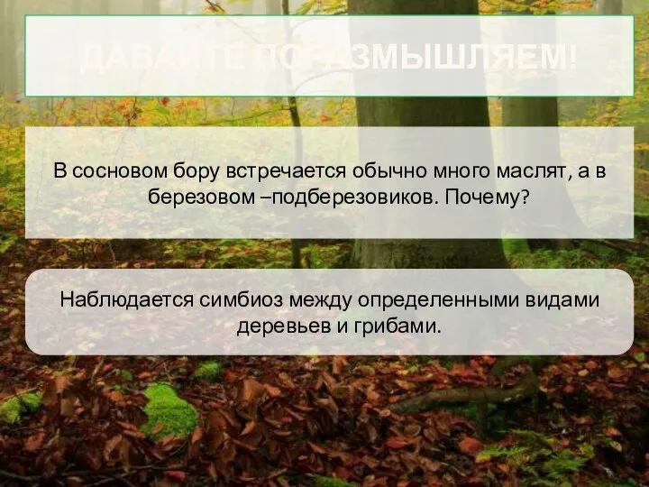 Давайте поразмышляем! В сосновом бору встречается обычно много маслят, а