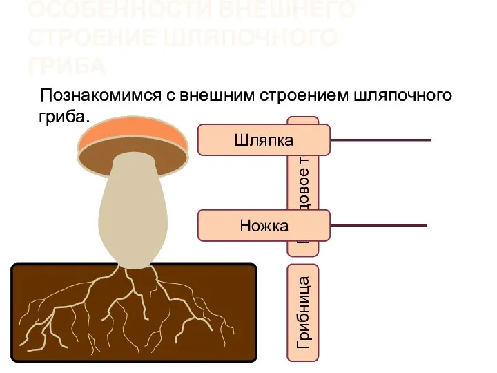 Особенности внешнего строение шляпочного гриба Познакомимся с внешним строением шляпочного гриба. Плодовое тело Грибница Ножка Шляпка