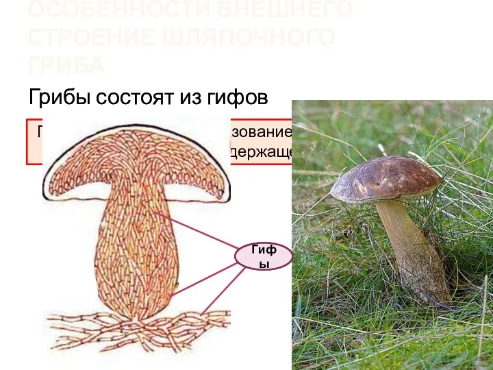 Особенности внешнего строение шляпочного гриба Грибы состоят из гифов Гифы