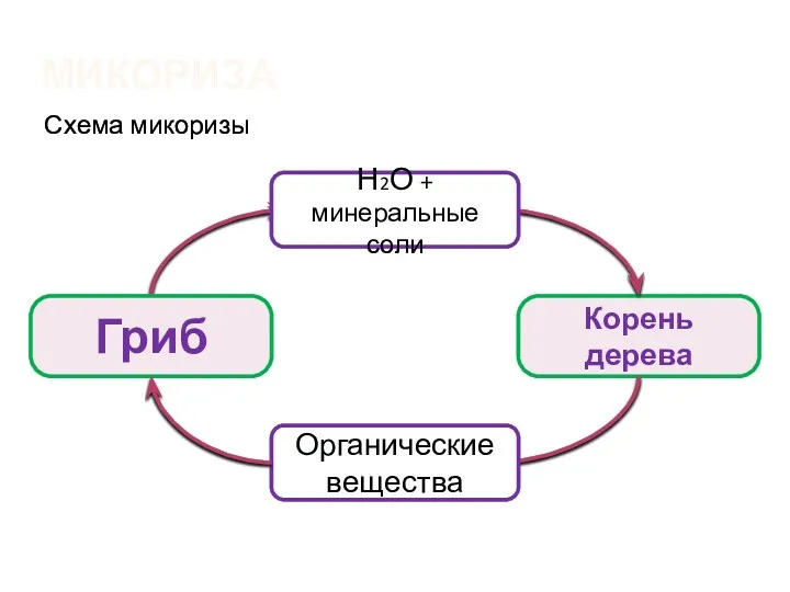 Корень дерева Микориза Схема микоризы Гриб