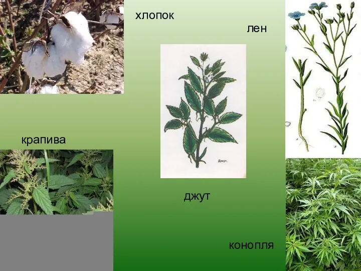 хлопок крапива джут лен конопля