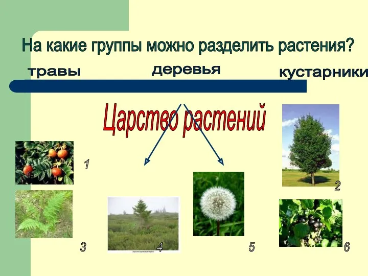 Царство растений На какие группы можно разделить растения? травы кустарники