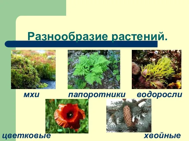 Разнообразие растений. мхи водоросли папоротники цветковые хвойные
