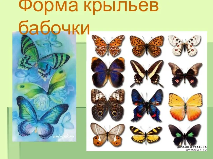Форма крыльев бабочки