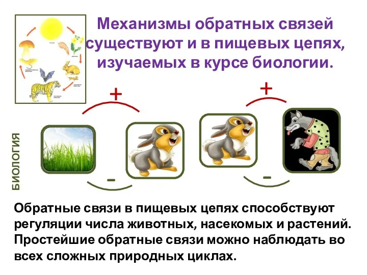 Механизмы обратных связей существуют и в пищевых цепях, изучаемых в