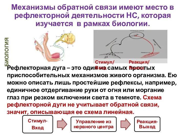 Механизмы обратной связи имеют место в рефлекторной деятельности НС, которая