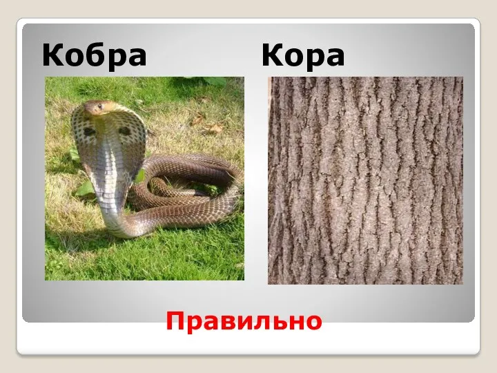 Правильно Кобра Кора