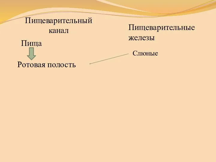 Пищеварительный канал Ротовая полость Пищеварительные железы Слюные Пища