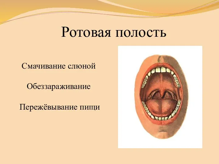 Ротовая полость Смачивание слюной Обеззараживание Пережёвывание пищи