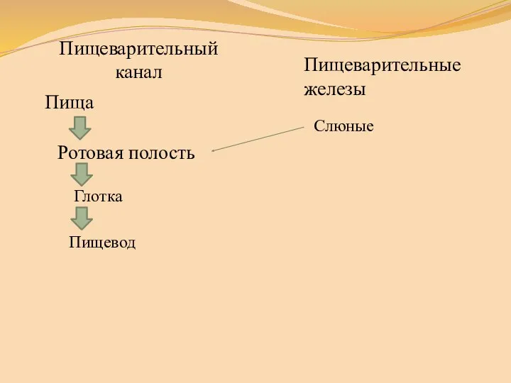 Пищеварительный канал Ротовая полость Пищеварительные железы Слюные Пища Глотка Пищевод