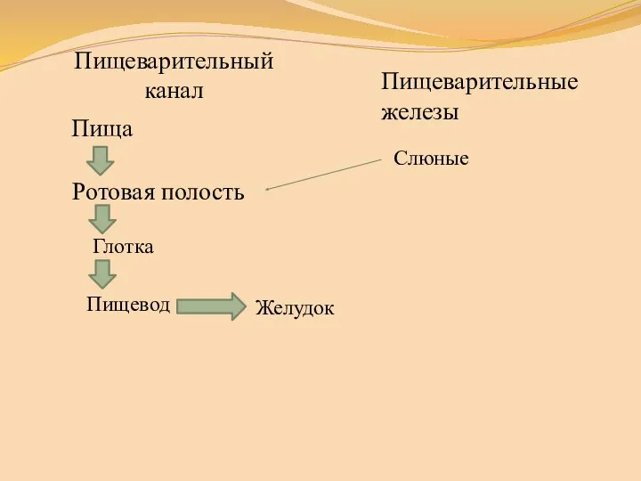 Пищеварительный канал Ротовая полость Пищеварительные железы Слюные Пища Глотка Пищевод Желудок