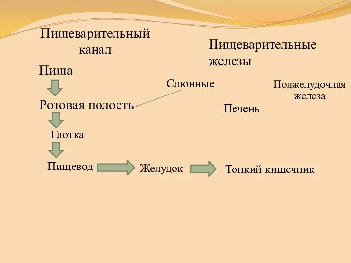 Пищеварительный канал Ротовая полость Пищеварительные железы Слюнные Пища Глотка Пищевод Желудок Тонкий кишечник Печень Поджелудочная железа