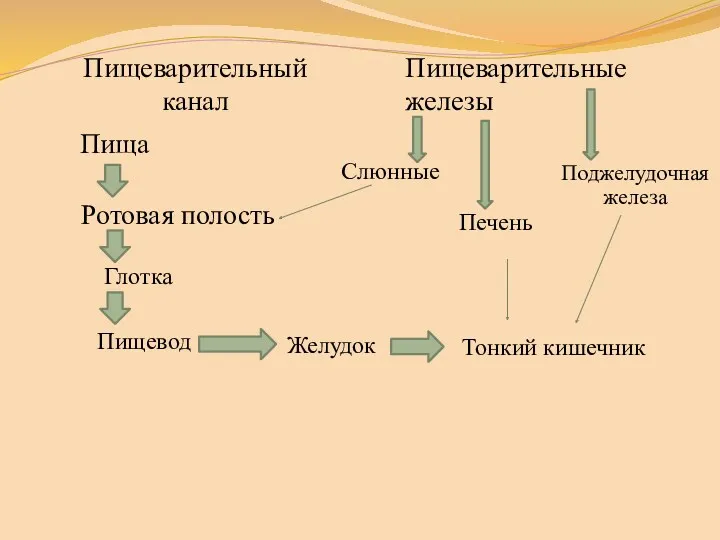 Пищеварительный канал Ротовая полость Пищеварительные железы Слюнные Пища Глотка Пищевод Желудок Тонкий кишечник Печень Поджелудочная железа