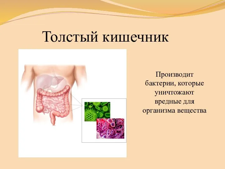 Толстый кишечник Производит бактерии, которые уничтожают вредные для организма вещества