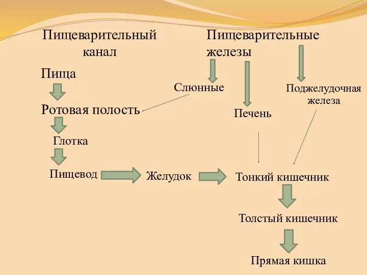 Пищеварительный канал Ротовая полость Пищеварительные железы Слюнные Пища Глотка Пищевод